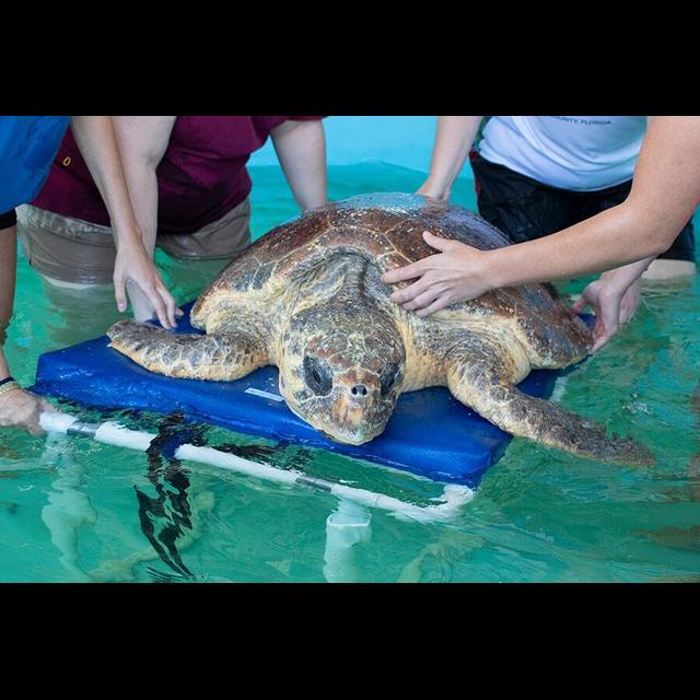 Episode 344: Healing Sea Turtles - podcast episode cover
