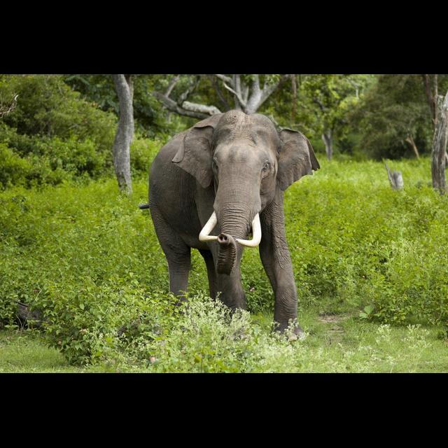 Episode 71: World Wildlife Fund Elephant Specialist Nilanga Jayasinghe - podcast episode cover