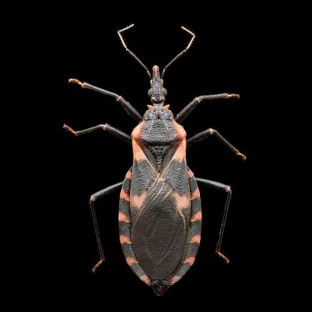 Episodio 32: Enfermedad de Chagas en los Estados Unidos - podcast episode cover