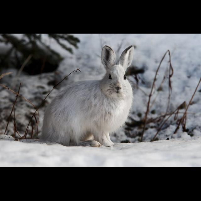 Episode 258: Survivalist, The Snowshoe Hare - podcast episode cover