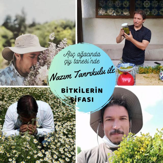 16 - Nazım Tanrıkulu ile Bitkilerin Şifası - podcast episode cover