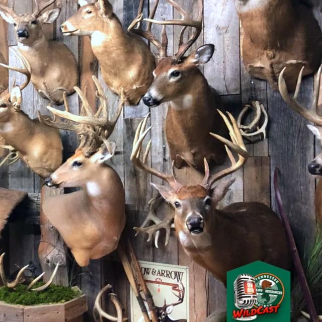 TW 404 - Hunting Mature Whitetails - podcast episode cover