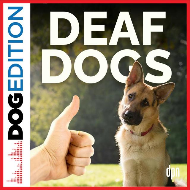 Deaf Dogs | Dog Edition #87 - podcast episode cover