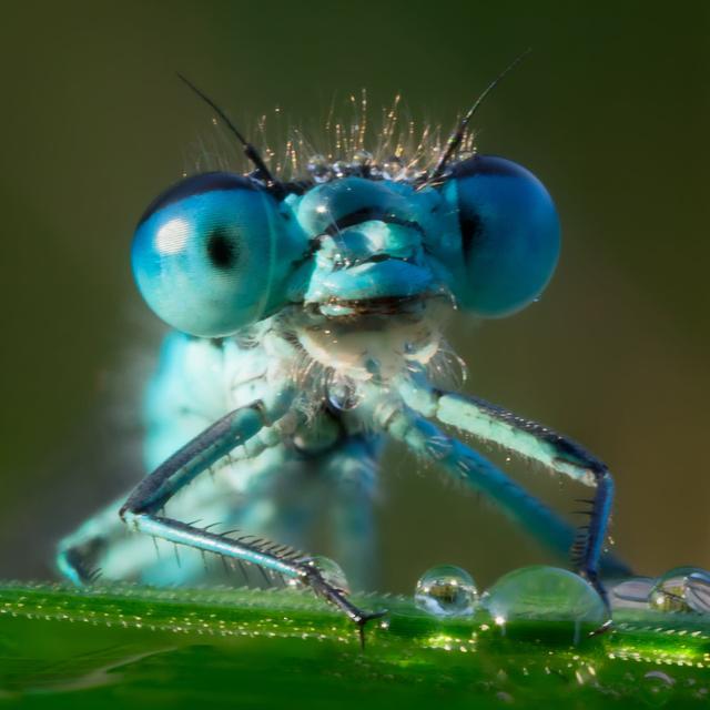 Why do we need bugs? - podcast episode cover