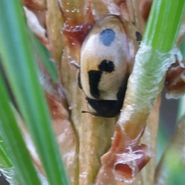 Episode 53: Coccinella hieroglyphica - The Hieroglyphic Ladybird - podcast episode cover