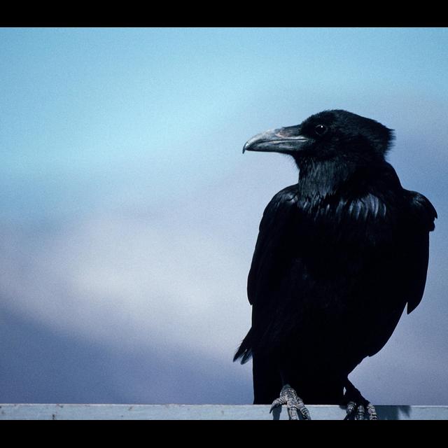 Ravens Crow with Individual Flair - podcast episode cover