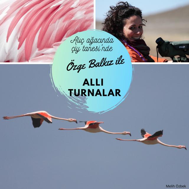 7. Özge Balkız ile Flamingolar - podcast episode cover