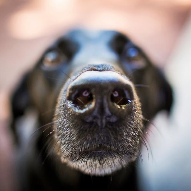 Passing the Sniff Test - podcast episode cover