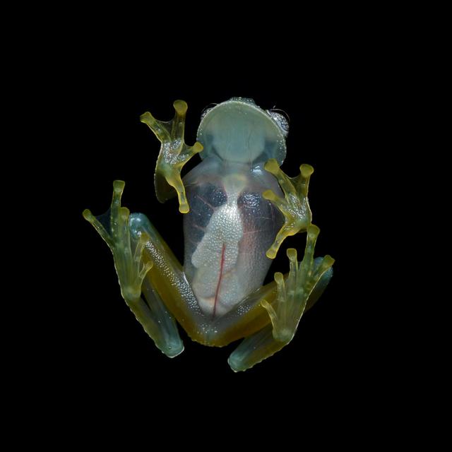 Episode 284:Glassy Glass Frogs - podcast episode cover
