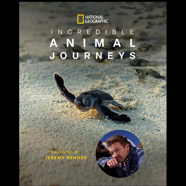 Episode 363: Incredible Animal Journeys w/Sarah Gibbs - podcast episode cover