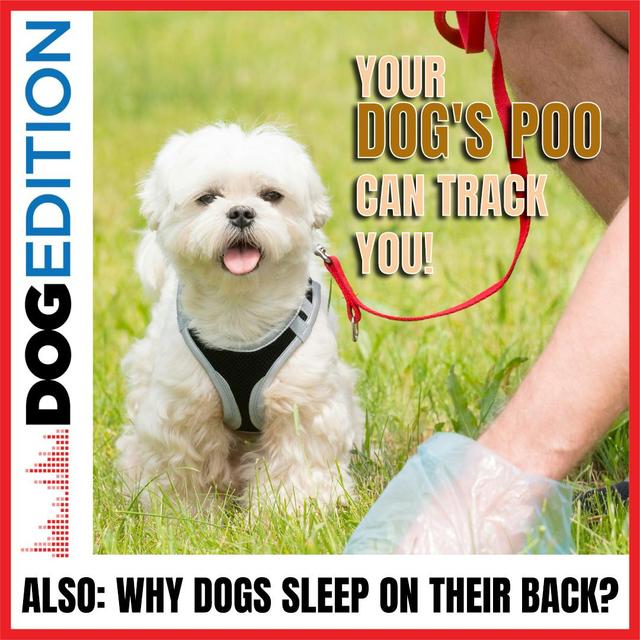 Your Dog's Poo Can Track You! | Why Dogs Sleep On Their Back | Dog Edition #31 - podcast episode cover