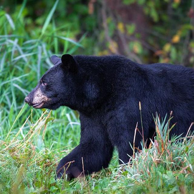 TW 252 - Living In Bear Country…Fishing Too! - podcast episode cover