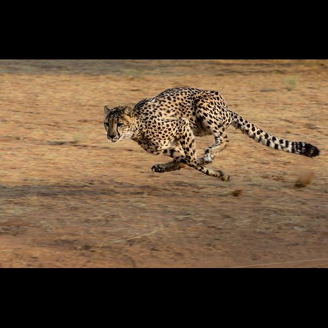 Episode 102: Speedsters, the Cheetah - podcast episode cover