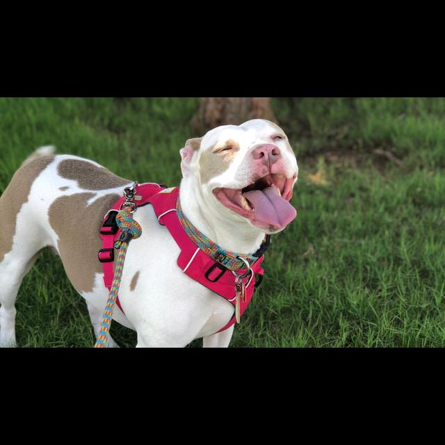 Overcoming Pet Owner Inaccessible Housing Part 1 - podcast episode cover