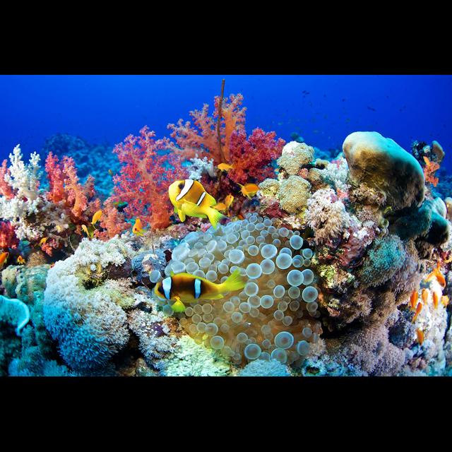Fishy Trick Lures Life Back to Coral Reefs - podcast episode cover