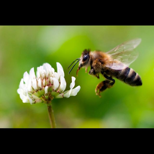 Honeybees Can Put Two and Two Together - podcast episode cover