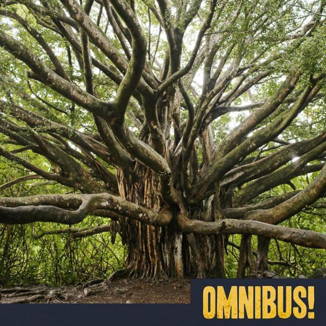 Mother Trees (Entry 810.LK2129) - podcast episode cover