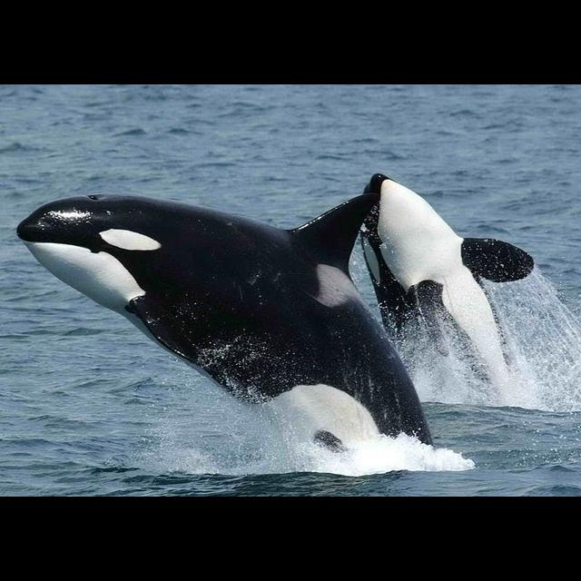 Episode 95: Awed by Orcas, Part I - podcast episode cover