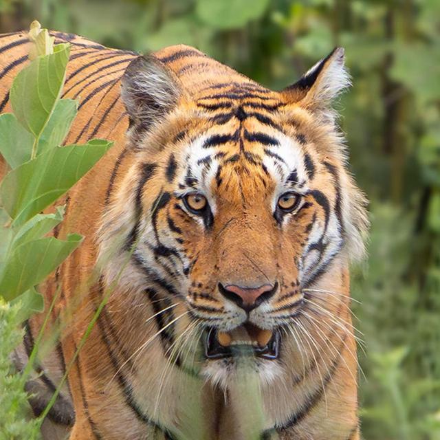 Tiger trackers used to spy on women - podcast episode cover