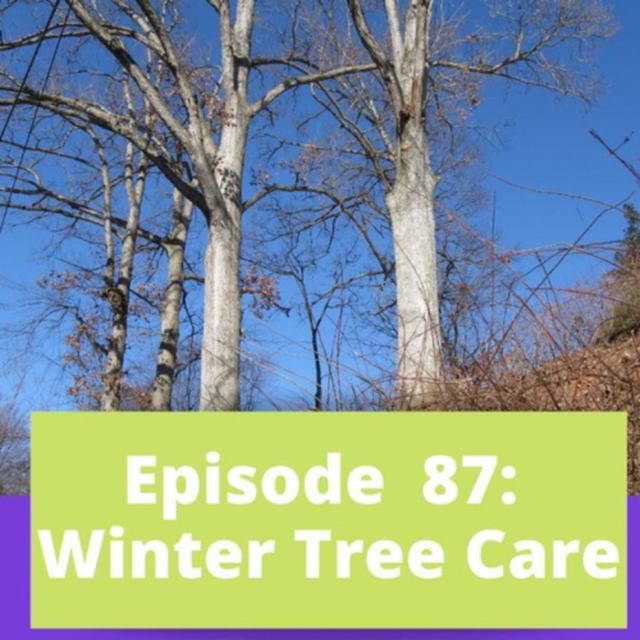 Winter Tree Care - podcast episode cover