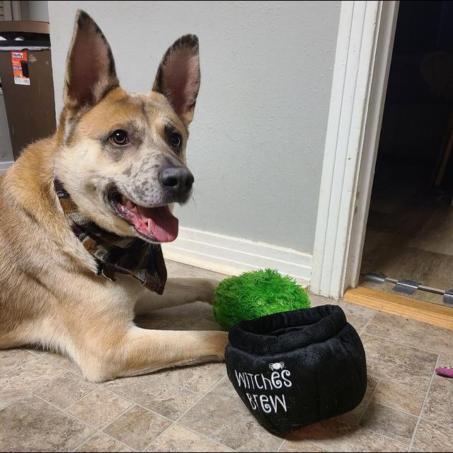 Bonus! Domestic Dogs - podcast episode cover