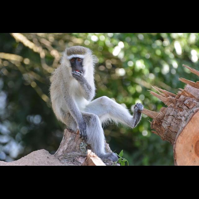 Monkey Cousins Use Similar Calls - podcast episode cover