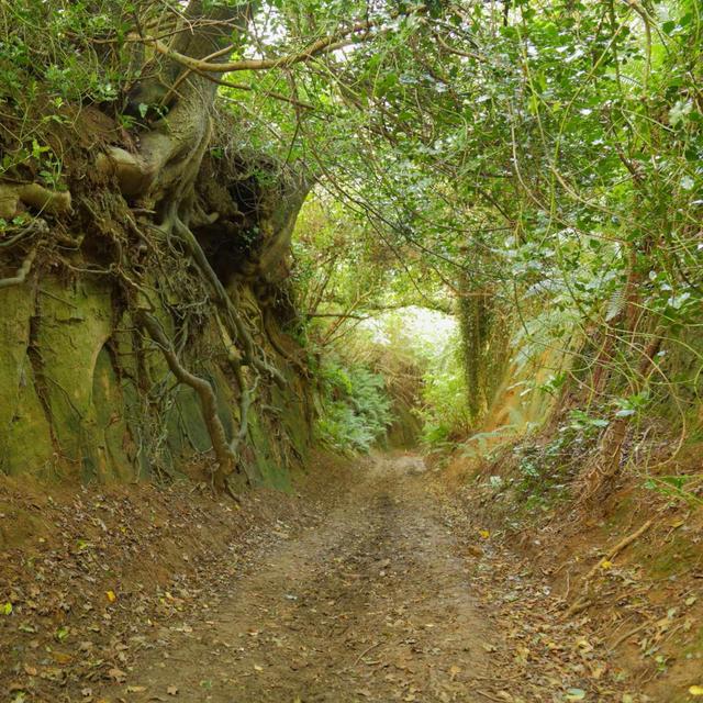 Sound Escape 75: relish the atmosphere of an ancient sunken lane - podcast episode cover
