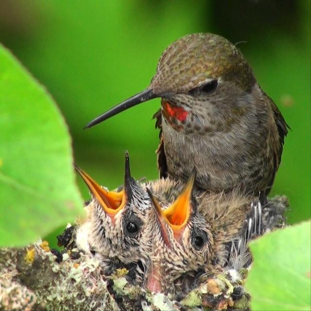 Motherhood In Miniature: Hidden Insight from a Hummingbird Nursery - podcast episode cover