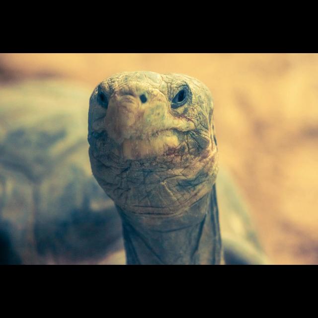 Episode 171: Giant Tortoise of the Galápagos - podcast episode cover