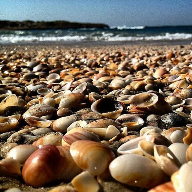 PODCAST: What shells can tell us about the world - podcast episode cover