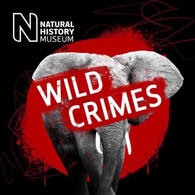 Rhino botflies: hidden victims of poaching - podcast episode cover