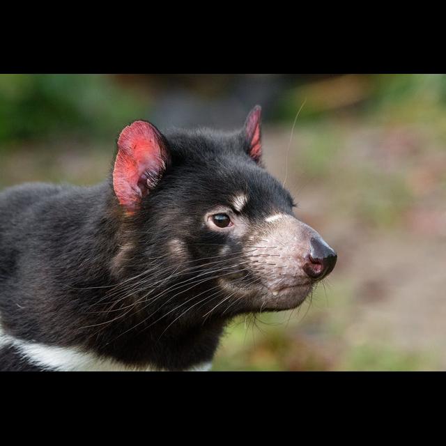 Episode 59: Crikey, it's a Devil, from Tasmania - podcast episode cover