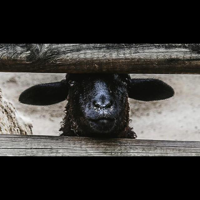 TWiL 426: A Sheepish Clone - Bioethics, cloning, designer babies, the rights of the dead. - podcast episode cover