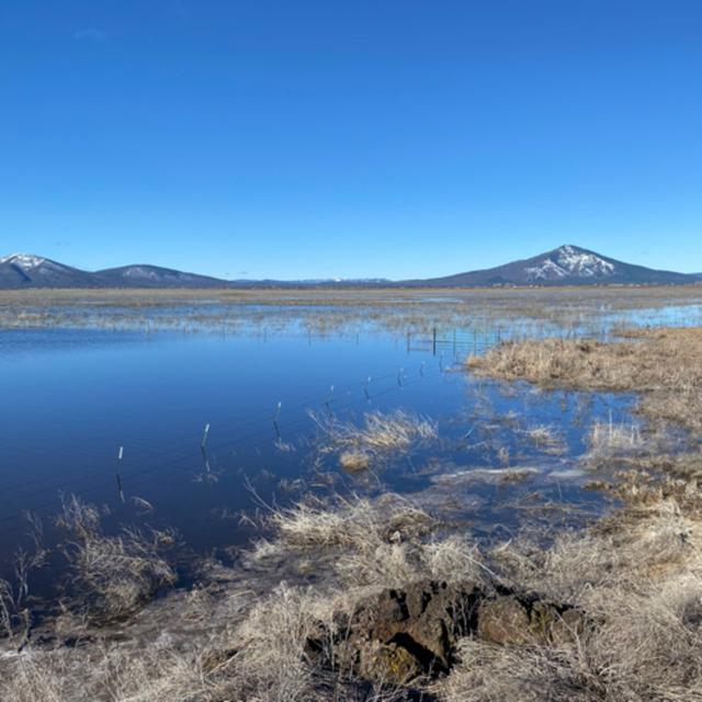 130: Early Spring Morning Beside McArthur Swamp - podcast episode cover