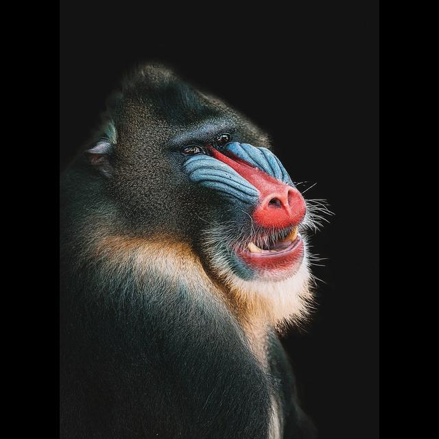 Episode 184: Multicolored Mandrills - podcast episode cover