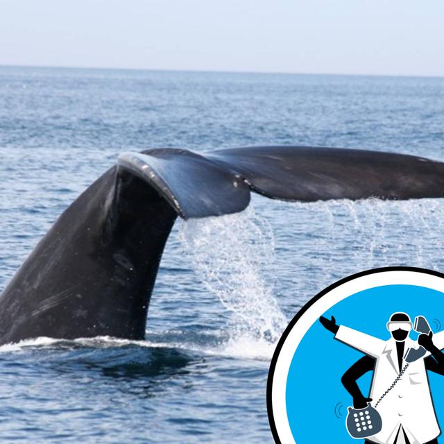 Why do Whales have Horizontal Tails? - podcast episode cover