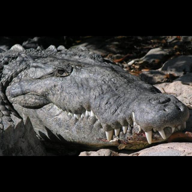 Episode 365: Sizing Up the Saltwater Crocodile - podcast episode cover