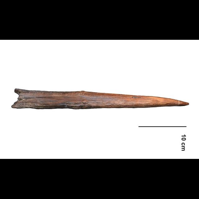 Neandertal Spears Were Surprisingly Deadly - podcast episode cover