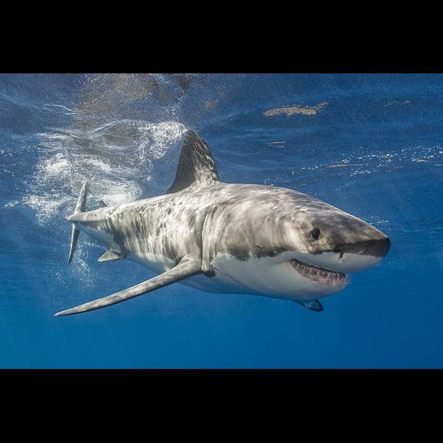 Episode 341: Great White Sharks Return - podcast episode cover