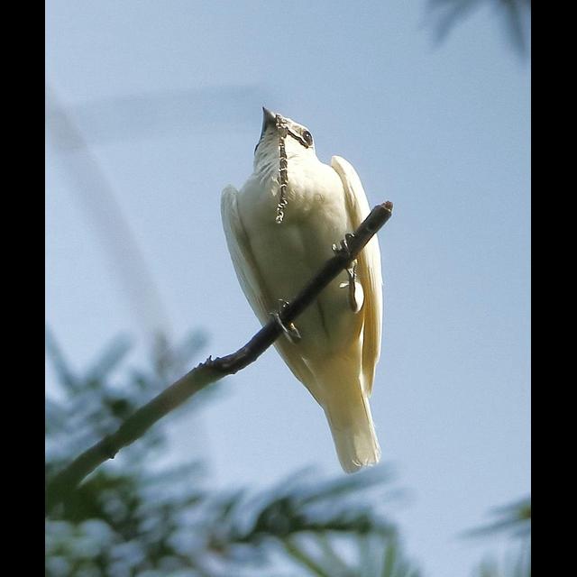 When the Bellbird Calls, You Know It - podcast episode cover
