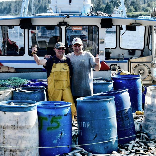 Menhaden Updates with Megan Ware of Maine Department of Marine Resources - podcast episode cover