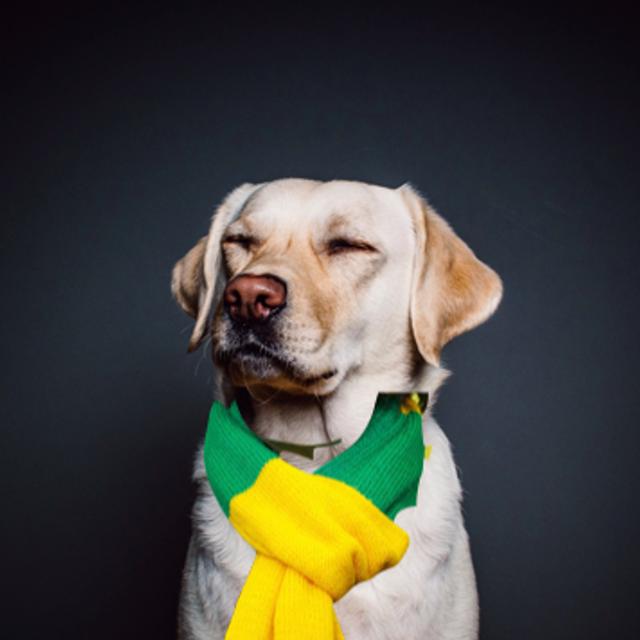 S1 Ep35: Norwich & Midfielders Mini Episode - podcast episode cover