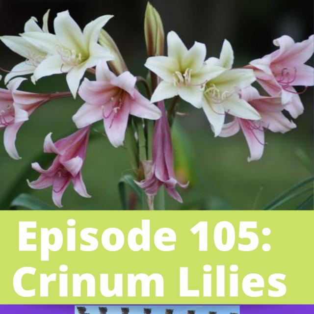 Crinum Lilies - podcast episode cover
