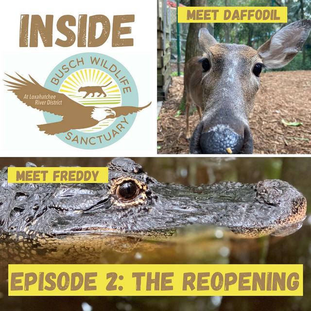 Episode 2: The Reopening - podcast episode cover