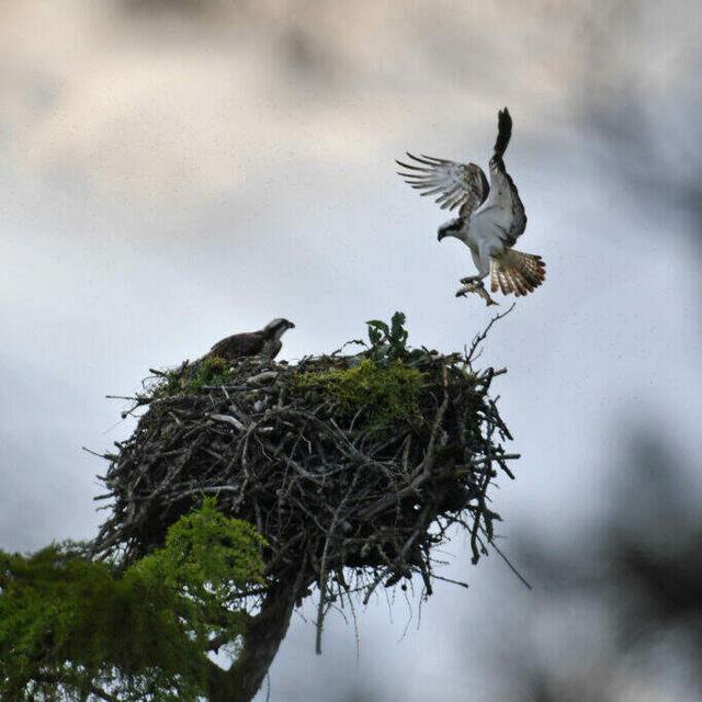 Birding To Help Revitalize Conservation Efforts - podcast episode cover
