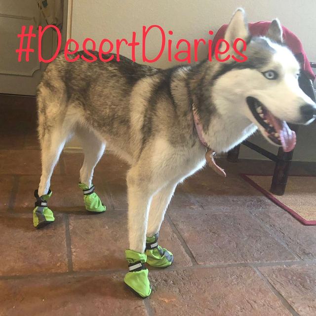 Week five: Success at adulting and shoe shopping for the dog - podcast episode cover
