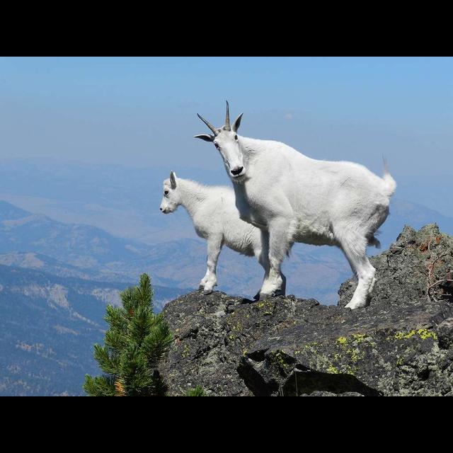 Episode 242: The Rugged Rocky Mountain Goat - podcast episode cover