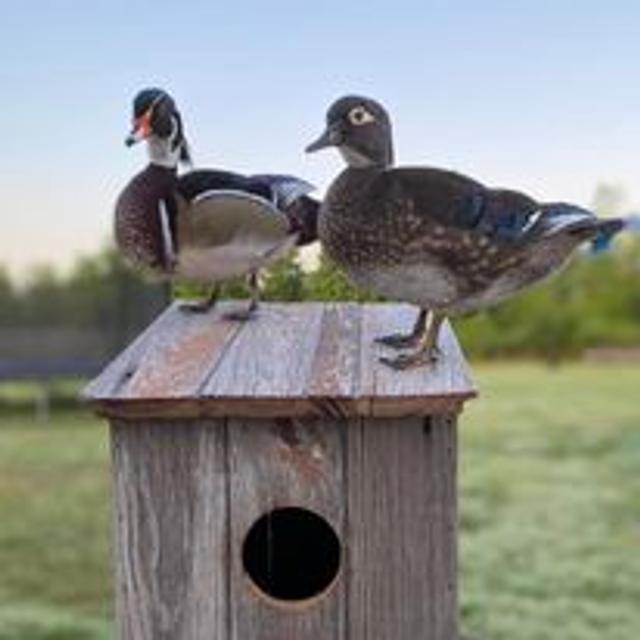 Up North Journal - Saving Time and Money on Your Waterfowl Taxidermy Mounts With Troublesome Creek Taxidermy - podcast episode cover