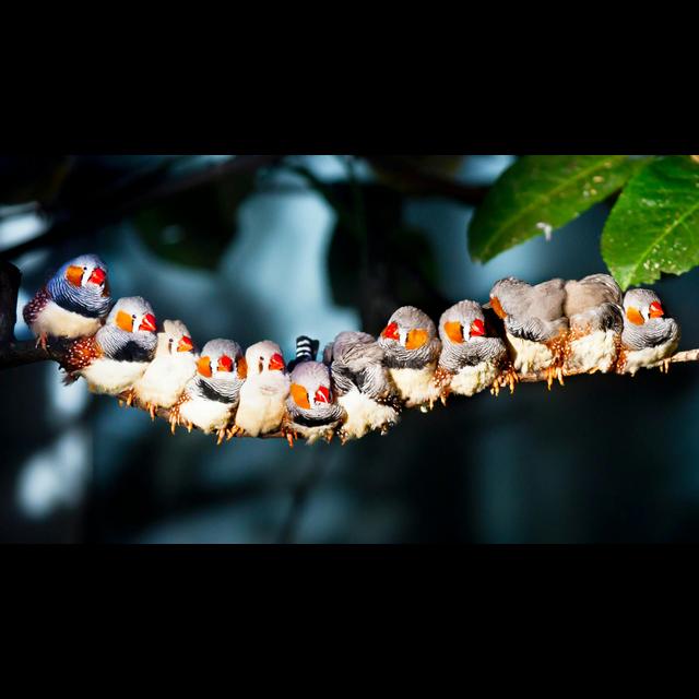 Implanting Memories in Birds Reveals How Learning Happens - podcast episode cover