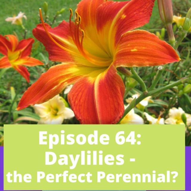 Daylilies - podcast episode cover